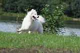 SAMOYEDE 077